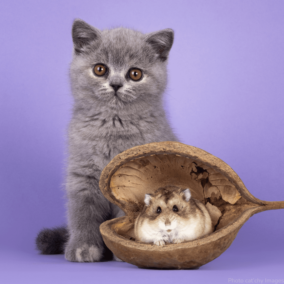 chaton british shorthair bleu