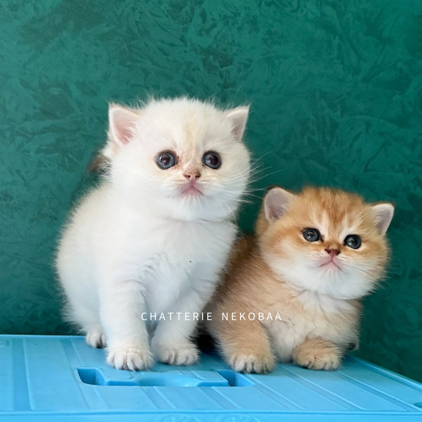 Chatons British shorthair black golden point, et black golden ticked
