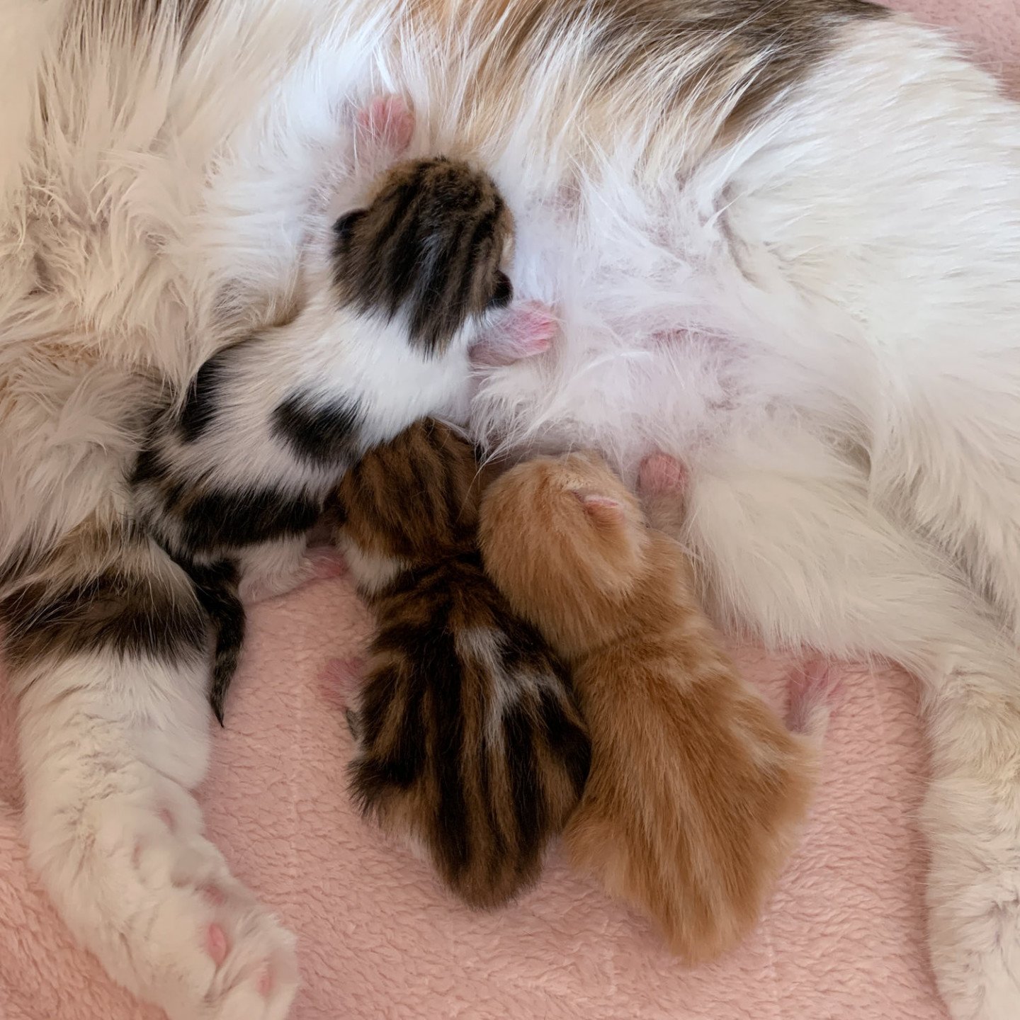 chatons british couleurs