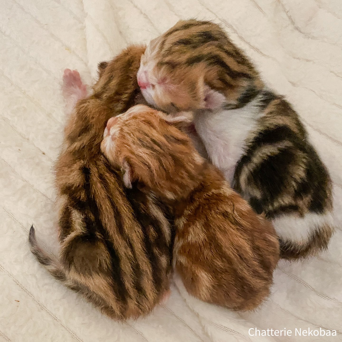 Chatons blotched tabby