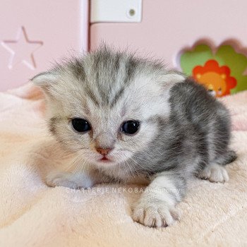 chaton British Shorthair black silver blotched tabby Glutonny Chatterie Nekobaa