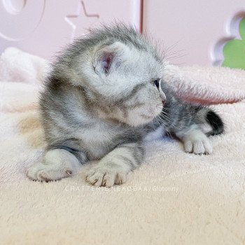 chaton British Shorthair black silver blotched tabby Glutonny Chatterie Nekobaa