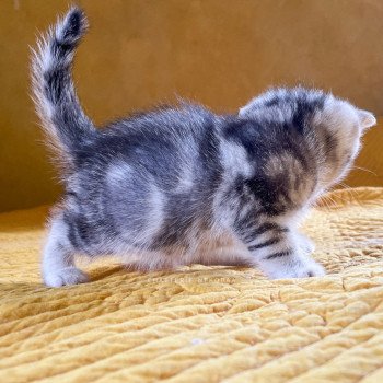 chaton British Shorthair black silver blotched tabby Glutonny Chatterie Nekobaa