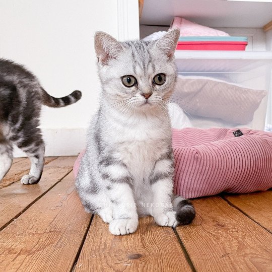 Topaze Glutonny Mâle British Shorthair