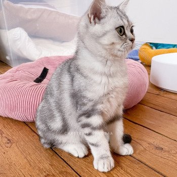 chaton British Shorthair black silver blotched tabby Ti Glutonny Chatterie Nekobaa