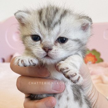 chaton British Shorthair black silver blotched tabby Goku (rasé fesse droite) Chatterie Nekobaa