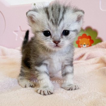 chaton British Shorthair black silver blotched tabby Goku (rasé fesse droite) Chatterie Nekobaa