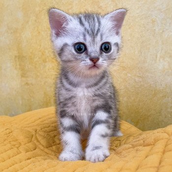 chaton British Shorthair black silver blotched tabby Goku Chatterie Nekobaa