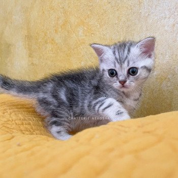 chaton British Shorthair black silver blotched tabby Goku Chatterie Nekobaa