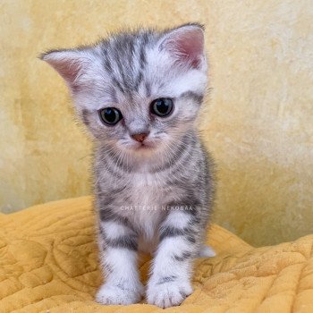 chaton British Shorthair black silver blotched tabby Goku Chatterie Nekobaa