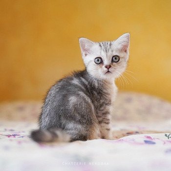 chaton British Shorthair black silver blotched tabby Goku Chatterie Nekobaa