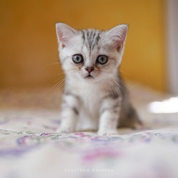 chaton British Shorthair black silver blotched tabby Goku Chatterie Nekobaa