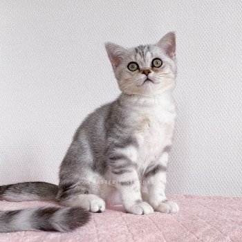 chaton British Shorthair black silver blotched tabby Ti Goku Chatterie Nekobaa