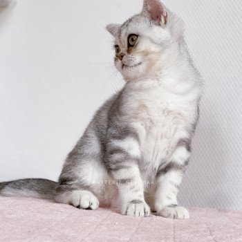 chaton British Shorthair black silver blotched tabby Ti Goku Chatterie Nekobaa