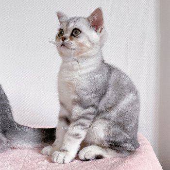 chaton British Shorthair black silver blotched tabby Ti Goku Chatterie Nekobaa