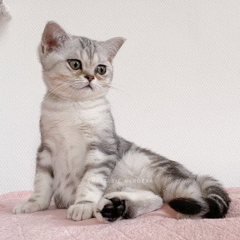 chaton British Shorthair black silver blotched tabby Ti Goku Chatterie Nekobaa