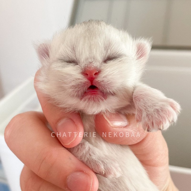 Itoha Femelle British Shorthair Itoha Femelle British Shorthair