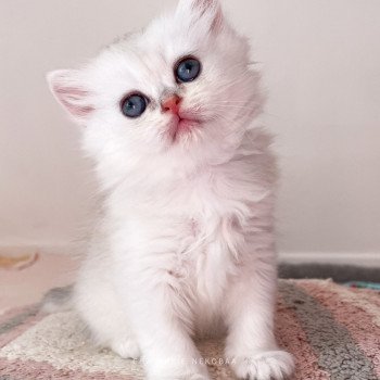 chaton British Shorthair black silver shaded Itoha Chatterie Nekobaa