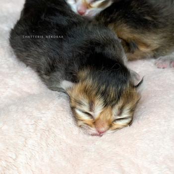 chaton British Longhair black golden ticked tabby Aina (LH, la + foncée) Chatterie Nekobaa