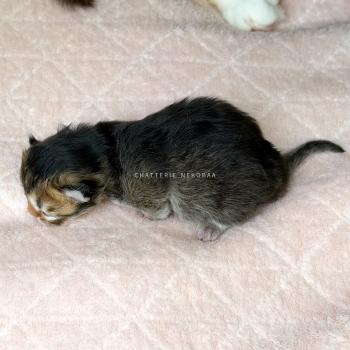 chaton British Longhair black golden ticked tabby Aina (LH, la + foncée) Chatterie Nekobaa