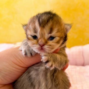 chaton British Longhair black golden ticked tabby Aina (LH tabby face) Chatterie Nekobaa