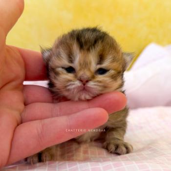 Aina (LH tabby face) Femelle British Longhair