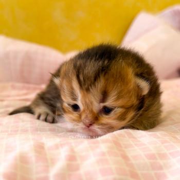 chaton British Longhair black golden ticked tabby Aina (LH tabby face) Chatterie Nekobaa