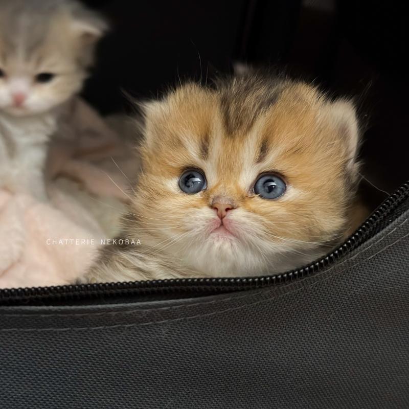 Aina (LH tabby face) Femelle British Longhair
