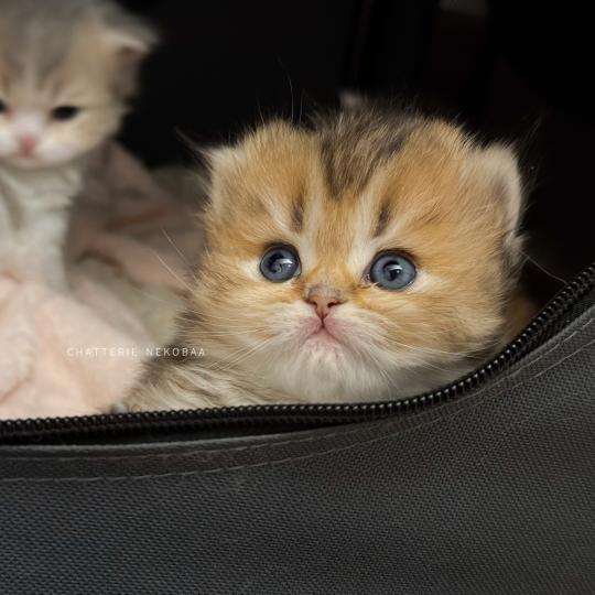 Aina (LH tabby face) Femelle British Longhair