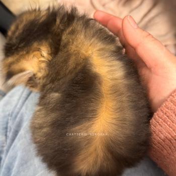 chaton British Longhair black golden ticked tabby Aina Chatterie Nekobaa