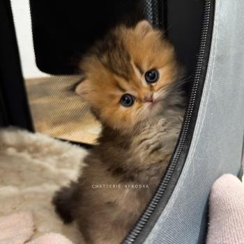 chaton British Longhair black golden ticked tabby Aina Chatterie Nekobaa