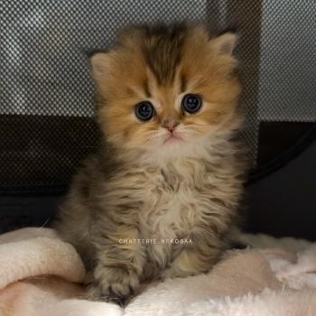 chaton British Longhair black golden ticked tabby Aina Chatterie Nekobaa