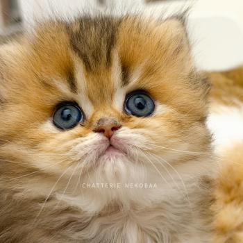 chaton British Longhair black golden ticked tabby Aina Chatterie Nekobaa