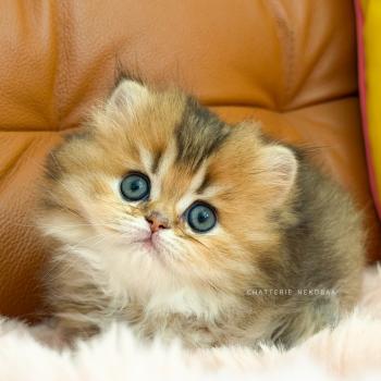 chaton British Longhair black golden ticked tabby Aina Chatterie Nekobaa
