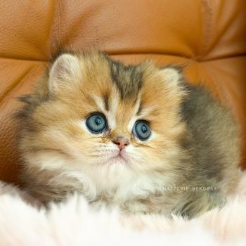 chaton British Longhair black golden ticked tabby Aina Chatterie Nekobaa