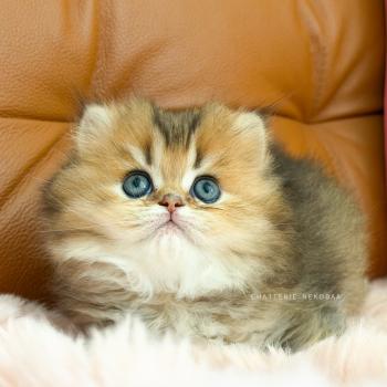 chaton British Longhair black golden ticked tabby Aina Chatterie Nekobaa