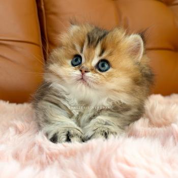 chaton British Longhair black golden ticked tabby Aina Chatterie Nekobaa