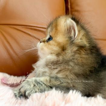 chaton British Longhair black golden ticked tabby Aina Chatterie Nekobaa