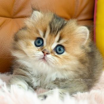 chaton British Longhair black golden ticked tabby Aina Chatterie Nekobaa