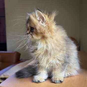 chaton British Longhair black golden ticked tabby Aina Chatterie Nekobaa