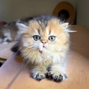 chaton British Longhair black golden ticked tabby Aina Chatterie Nekobaa