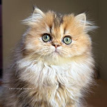 chaton British Longhair black golden ticked tabby Aina Chatterie Nekobaa