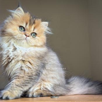 chaton British Longhair black golden ticked tabby Aina Chatterie Nekobaa