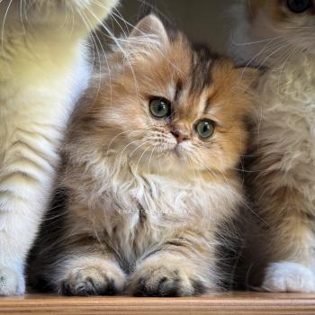 Aina Femelle British Longhair