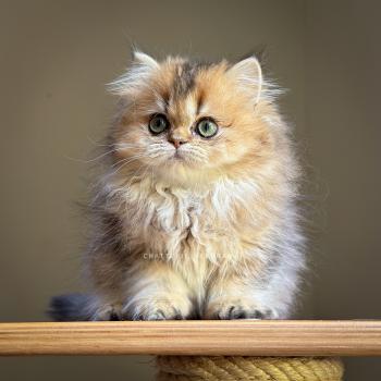 chaton British Longhair black golden ticked tabby Aina Chatterie Nekobaa