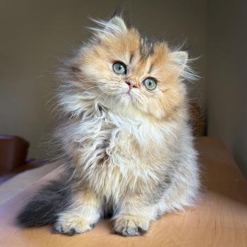 chaton British Longhair black golden ticked tabby Aina Chatterie Nekobaa