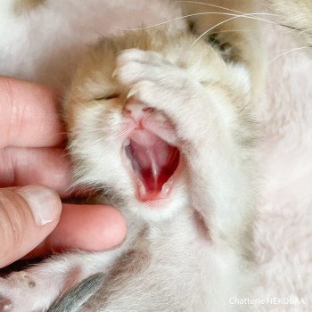 chaton British Longhair brown (black golden) ticked tabby Akiko Chatterie Nekobaa