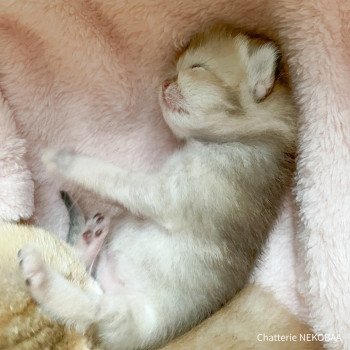 chaton British Longhair brown (black golden) ticked tabby Akiko Chatterie Nekobaa