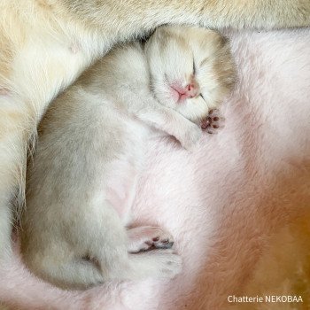 chaton British Shorthair blue golden ticked tabby Akiko Chatterie Nekobaa