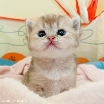 chaton British Shorthair blue golden ticked tabby Akiko Chatterie Nekobaa